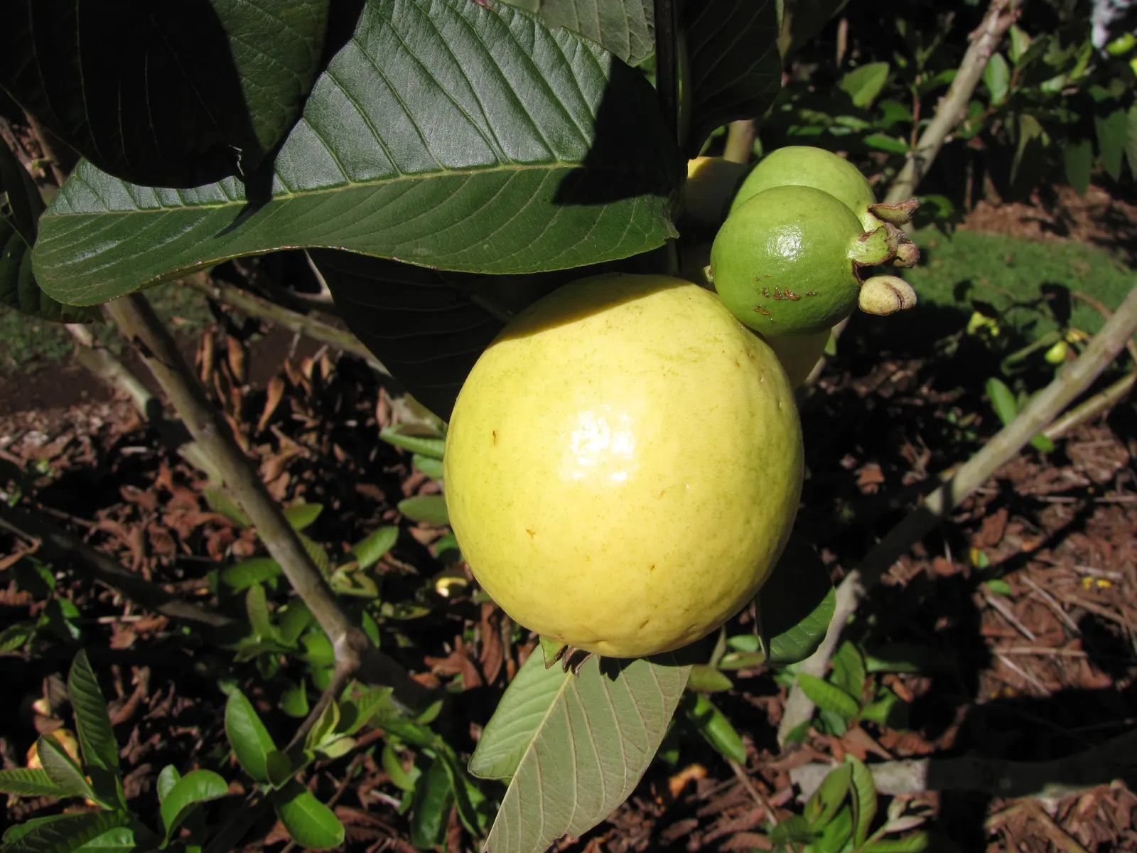 Yellow Guava (Psidium Littorale) — white flowers in the garden