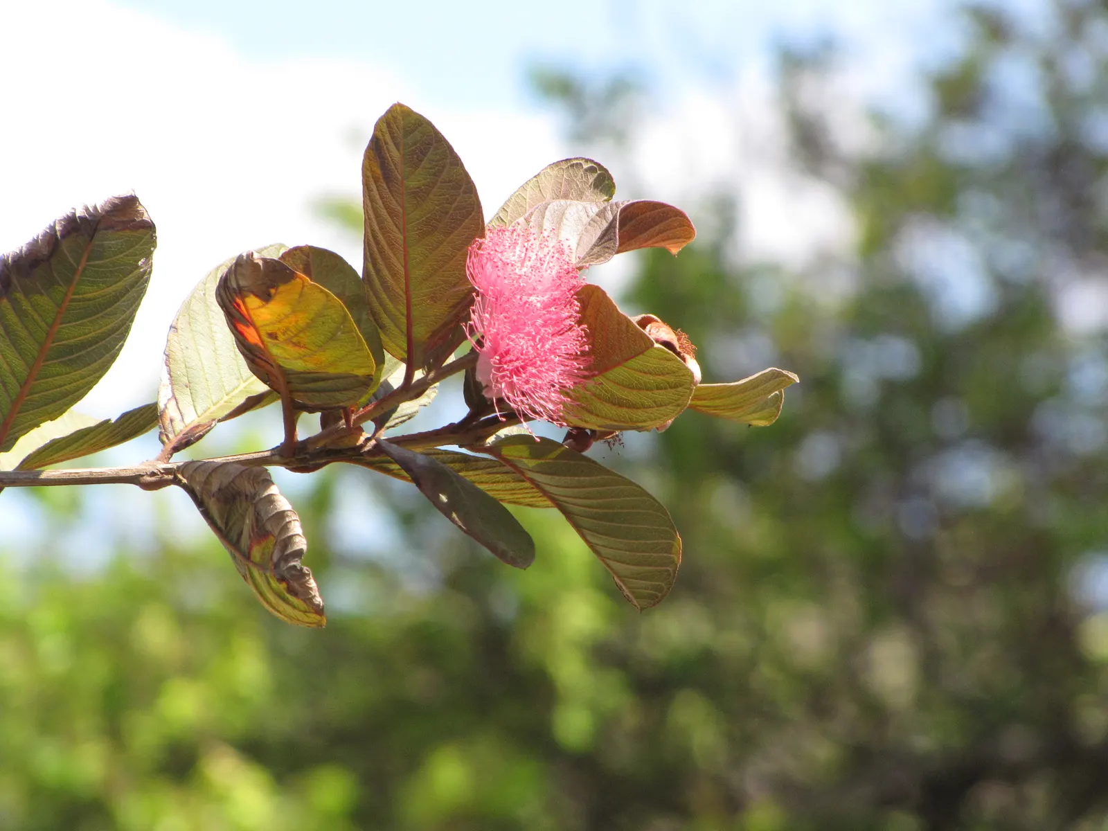 Yellow Guava (Psidium Littorale) — Rich in vitamin C, the fruits have a sweet-tart flavor; shrub / tree with white blooms, image 82