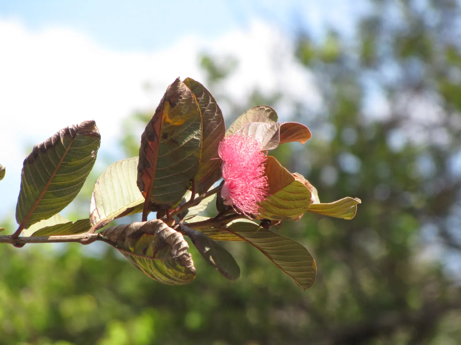 Yellow Guava (Psidium Littorale) — The Yellow Guava, Psidium littorale, is a subtropical evergreen shrub, reaching 6-15 ft in height; rich in, image 105