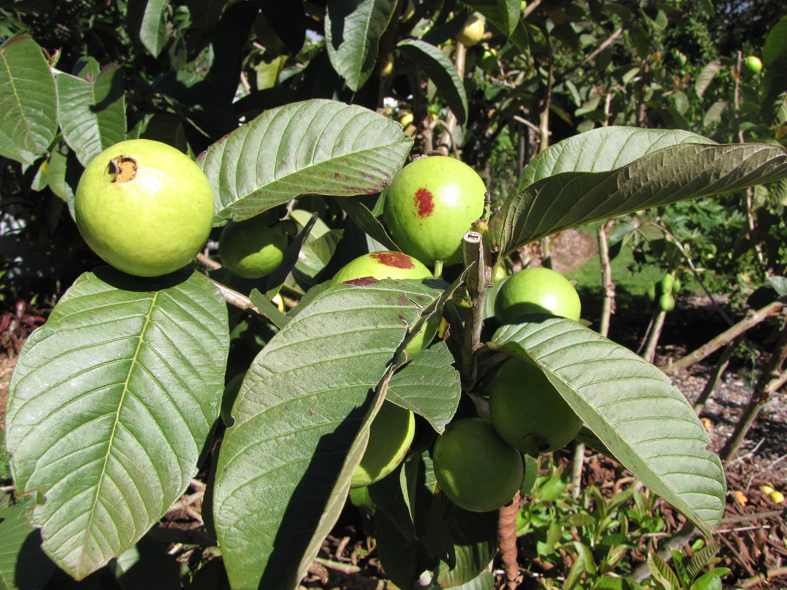 Yellow Guava (Psidium Littorale) — adding liveliness to any garden setting.<br><br>Upon maturation in late summer or fall