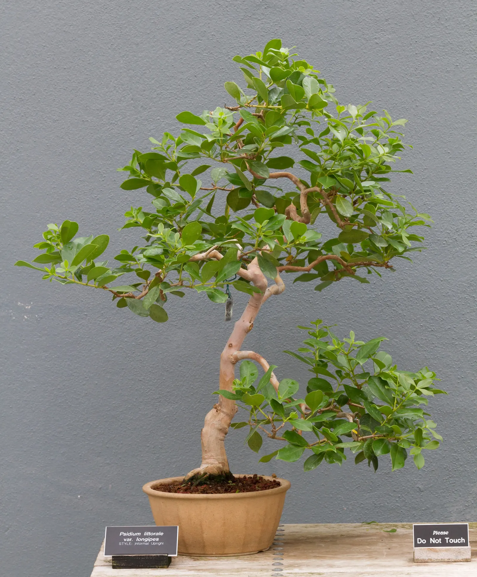 Yellow Guava (Psidium Littorale) — These flowers are sure to attract pollinators; approximately 2 to 4 inches in diameter, image 92