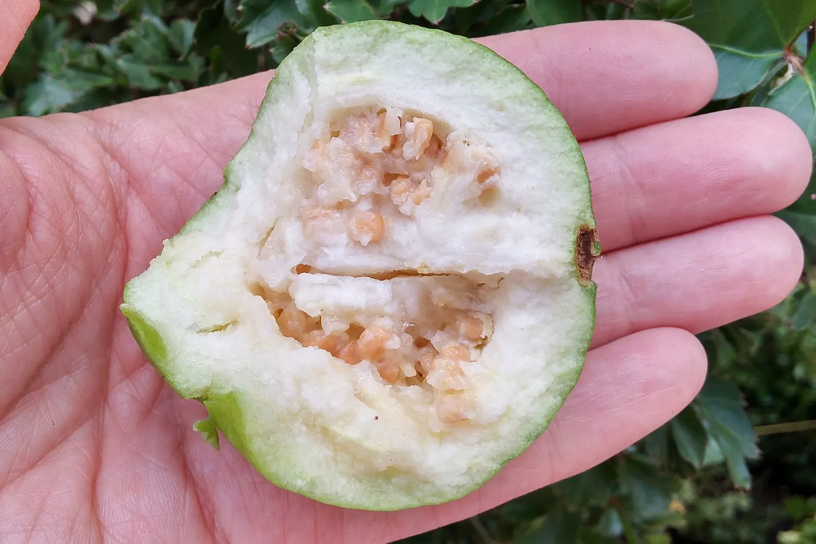 Yellow Guava (Psidium Littorale) — These flowers are sure to attract pollinators; approximately 2 to 4 inches in diameter, image 118