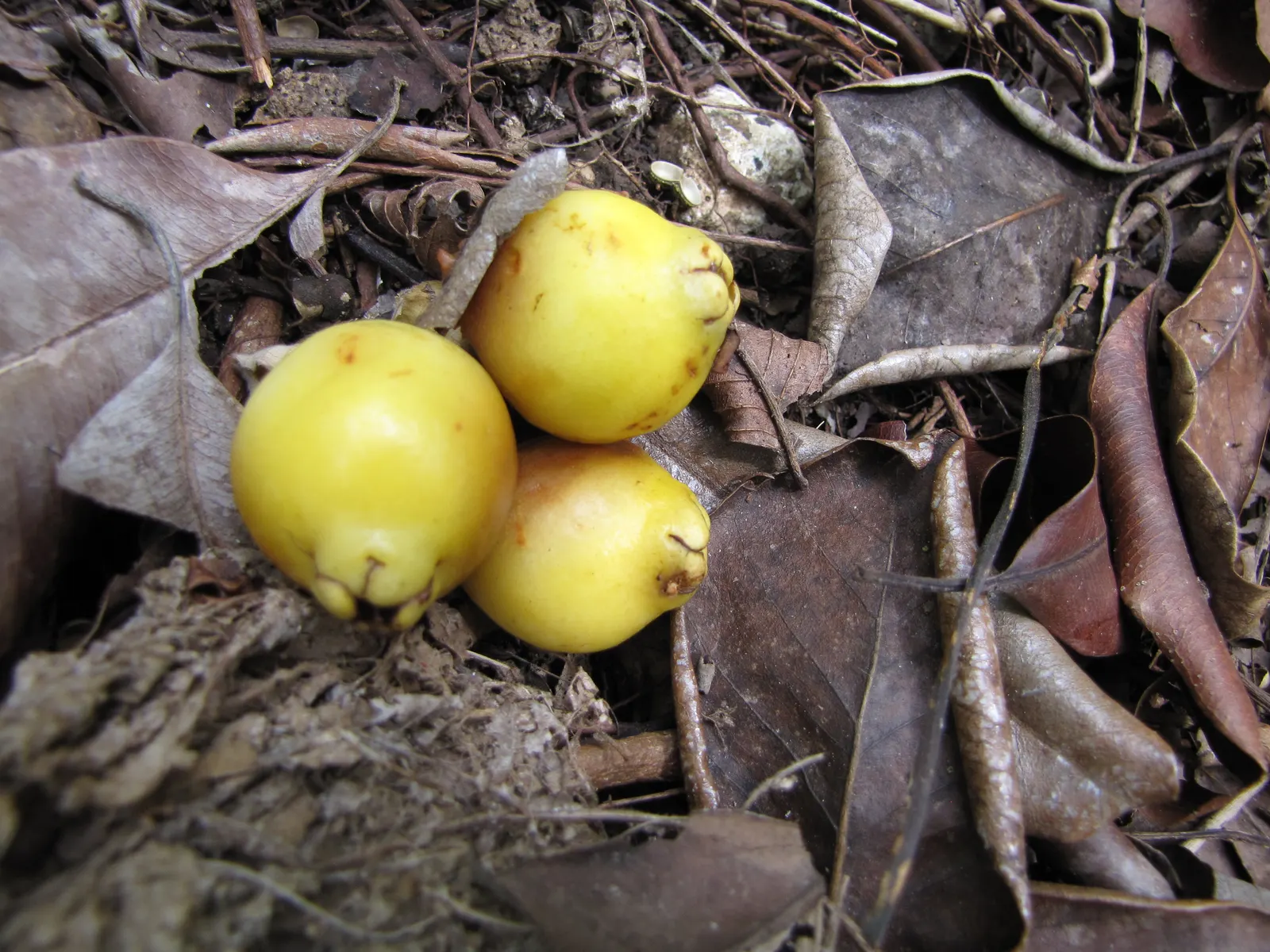 Yellow Guava (Psidium Littorale) — though it can tolerate short periods of drought once mature