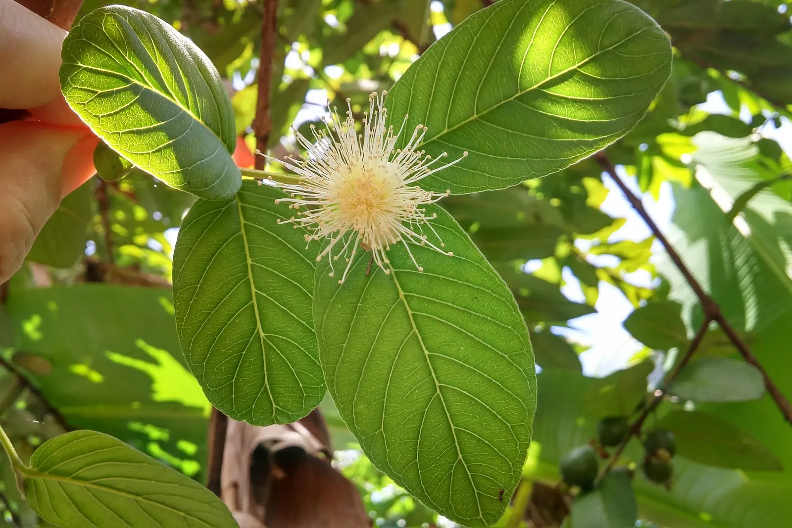 Yellow Guava (Psidium Littorale) — The Yellow Guava, Psidium littorale, is a subtropical evergreen shrub, reaching 6-15 ft in height; rich in, image 79