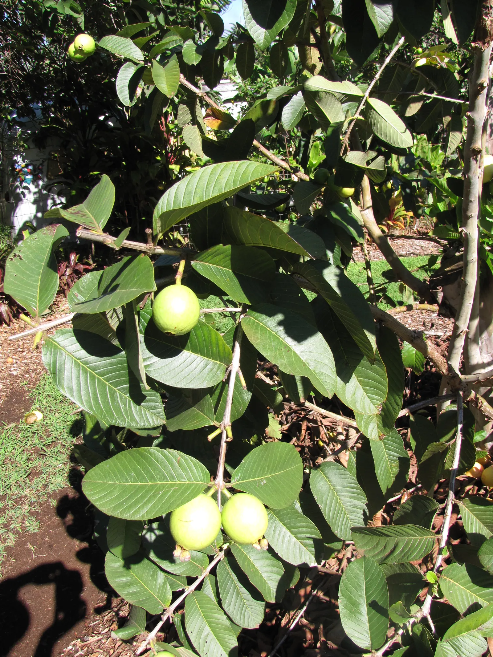 Yellow Guava (Psidium Littorale) — Pruning to manage shape and size is recommended; hardy to USDA zones 9 through 11, image 100