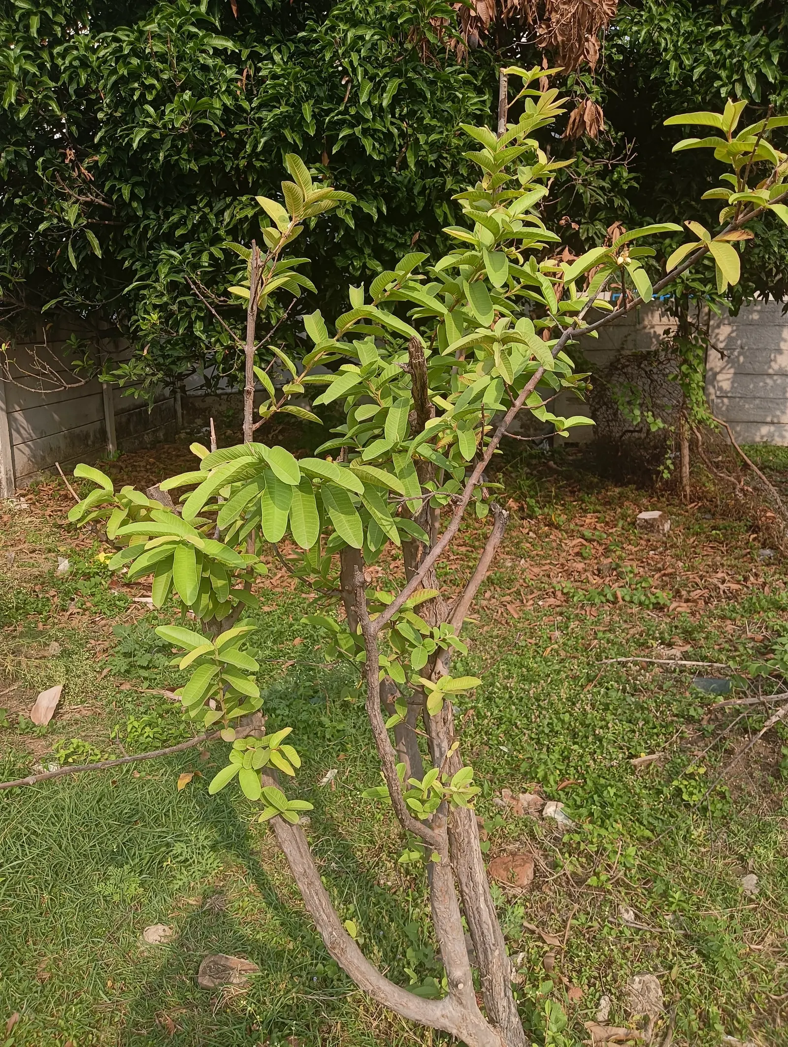 Yellow Guava (Psidium Littorale) — presents a tropical allure with its lush foliage and vibrantly colored fruits; though it can tolerate short, image 111