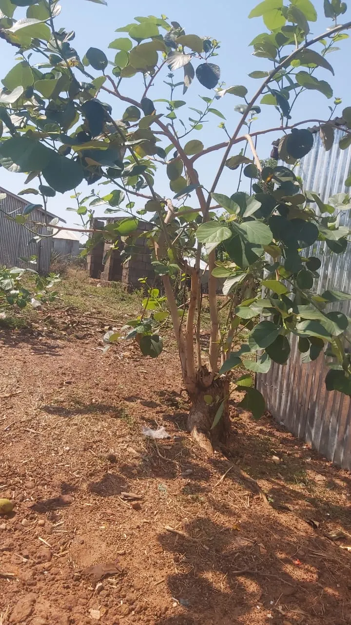Yellow Guava (Psidium Littorale) — fluffy white petals and numerous stamens; rounded silhouette.<br><br>Its foliage is characterized by glossy, image 117