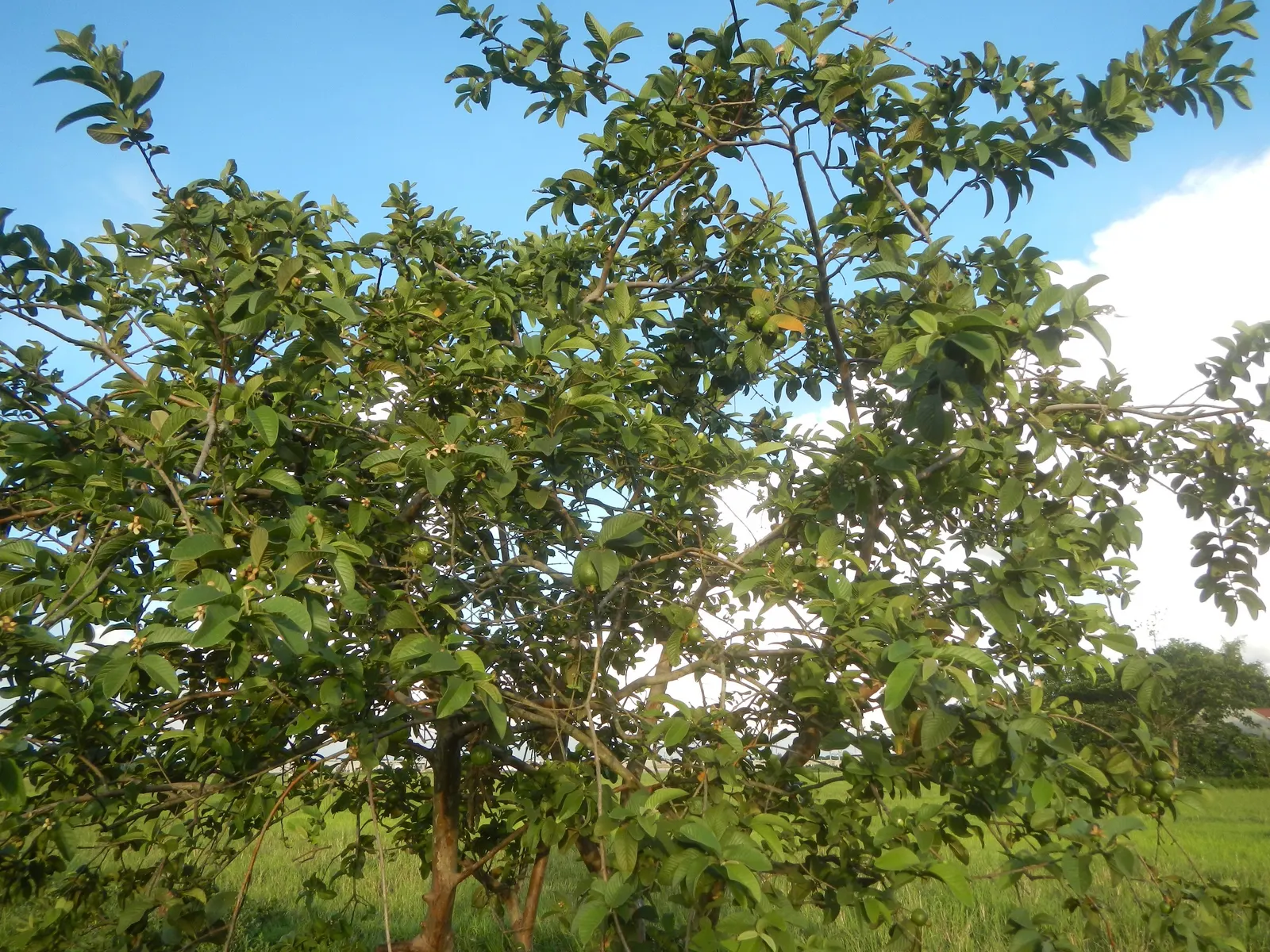 Yellow Guava (Psidium Littorale) — The Yellow Guava is renowned for its aromatic blooms; oval fruits approximately 2-4 inches long, image 64