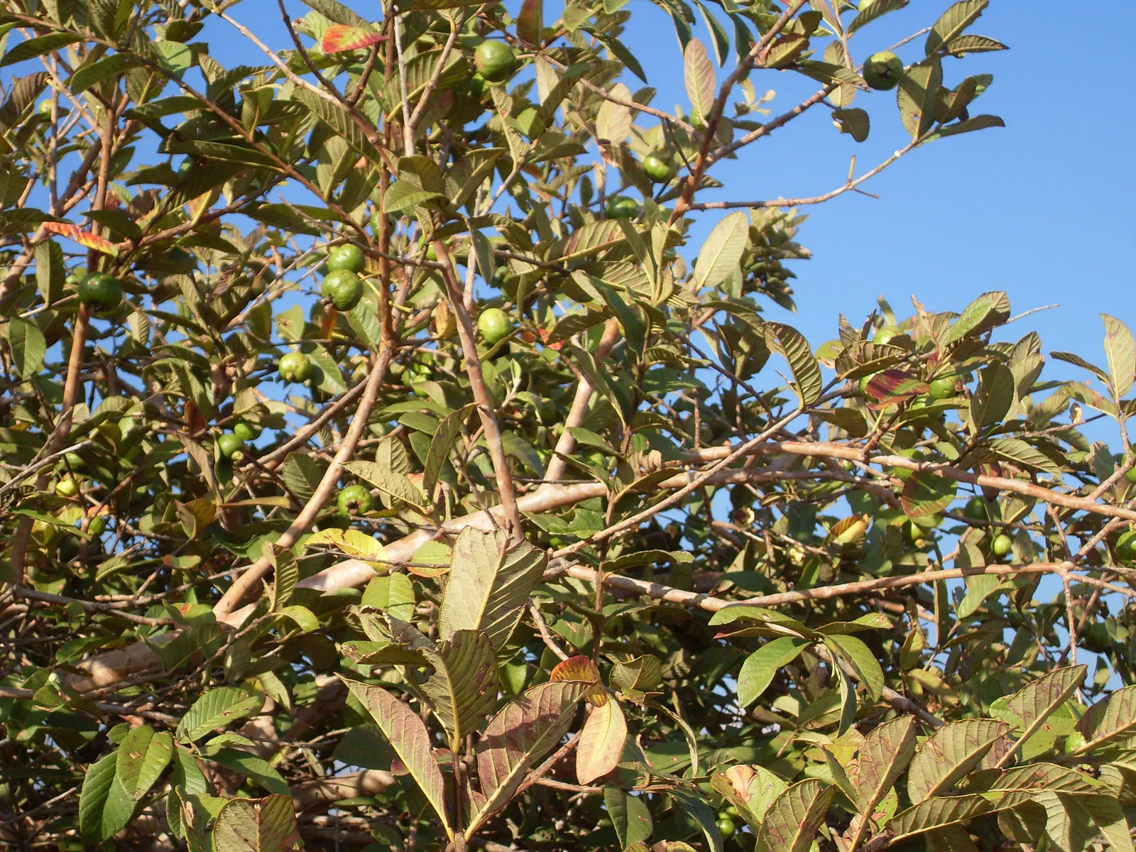 Yellow Guava (Psidium Littorale) — presents a tropical allure with its lush foliage and vibrantly colored fruits; though it can tolerate short periods of