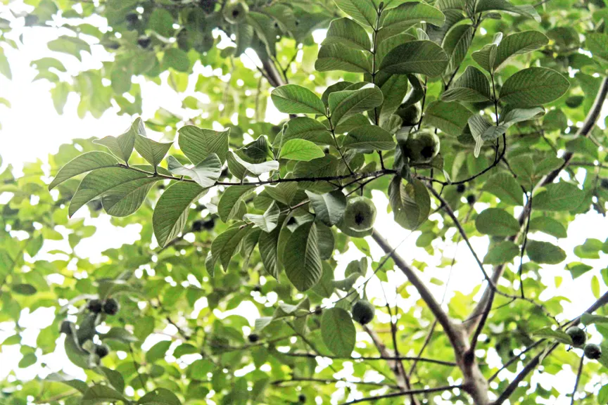 Yellow Guava (Psidium Littorale) — These flowers are sure to attract pollinators
