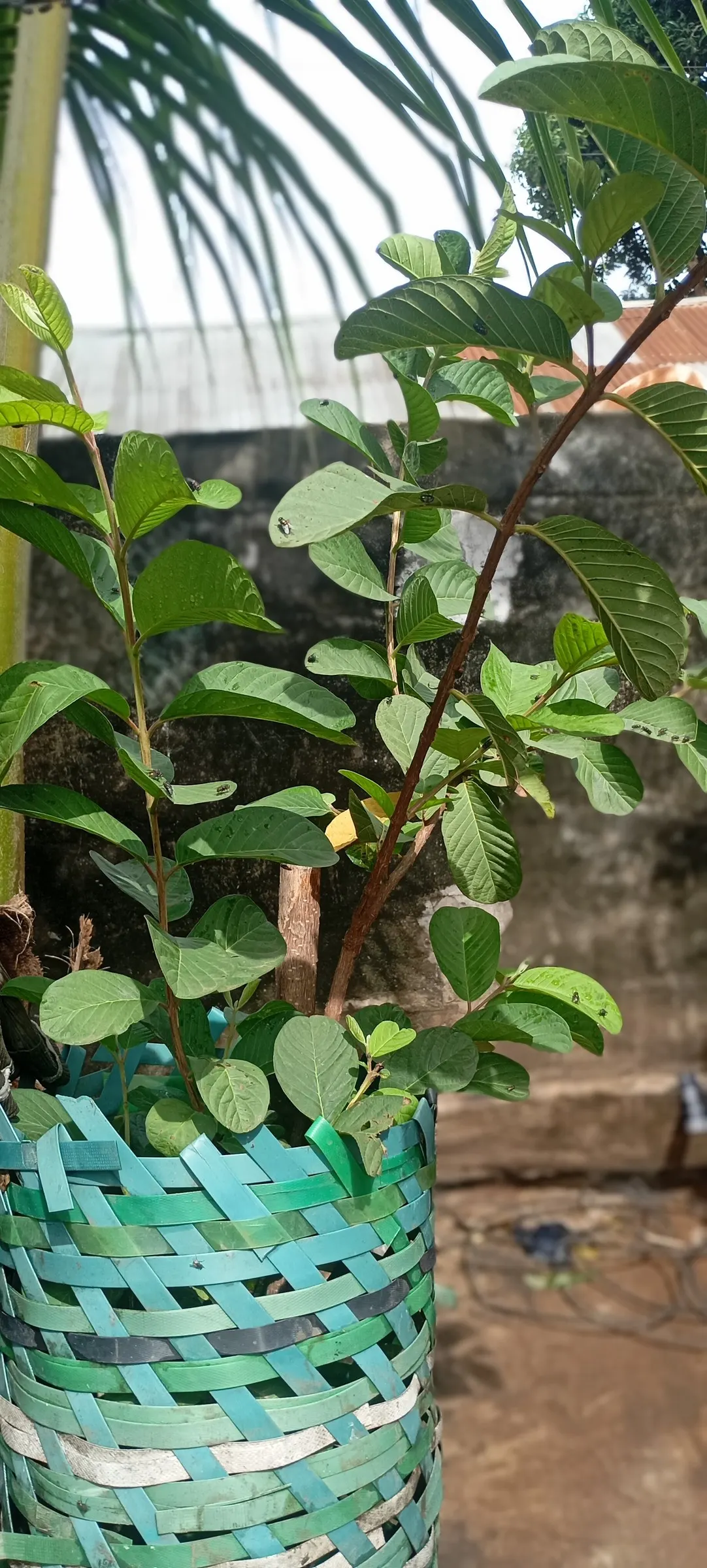 Yellow Guava (Psidium Littorale) — approximately 2 to 4 inches in diameter
