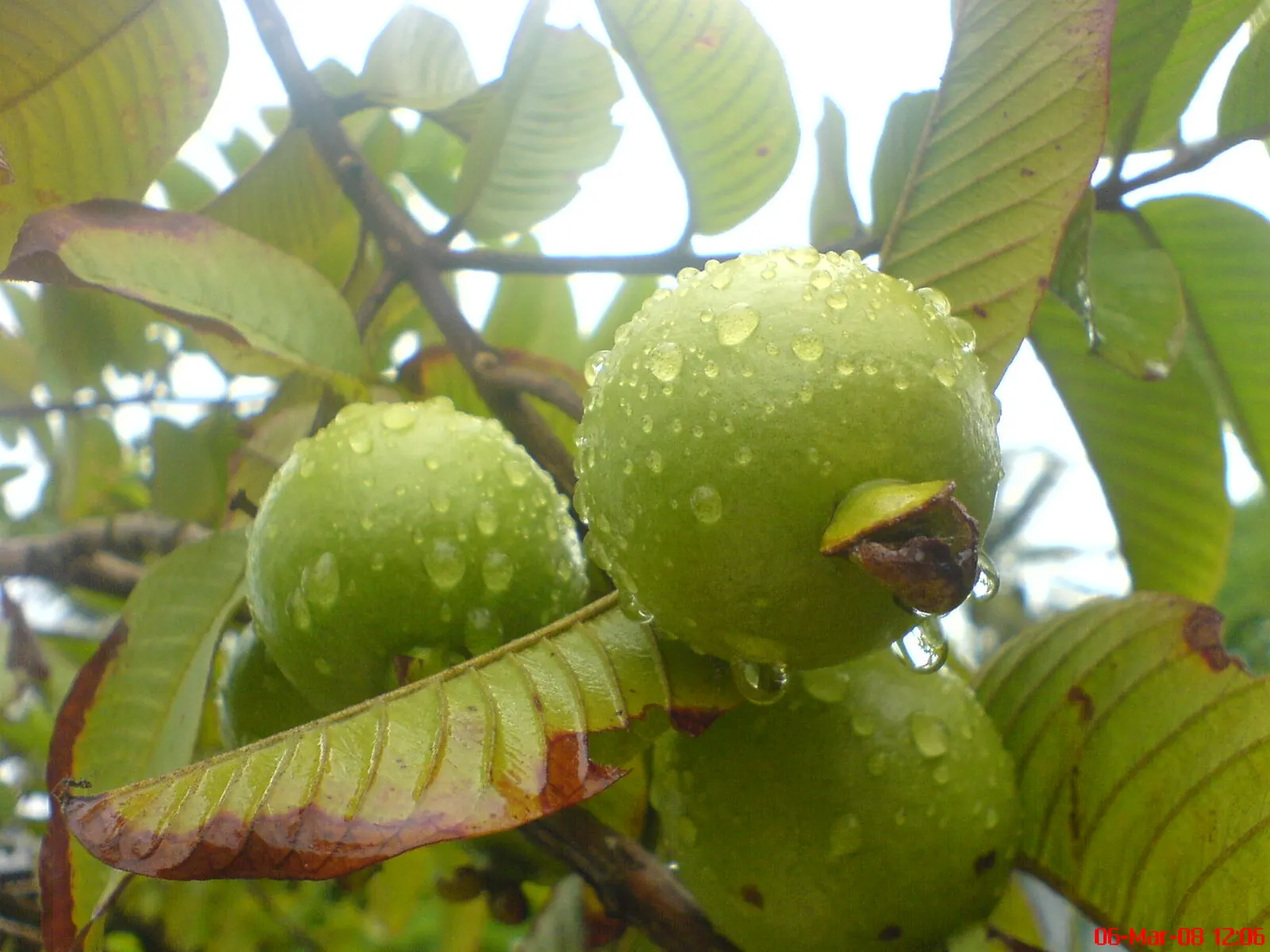 Yellow Guava (Psidium Littorale) — The Yellow Guava is renowned for its aromatic blooms