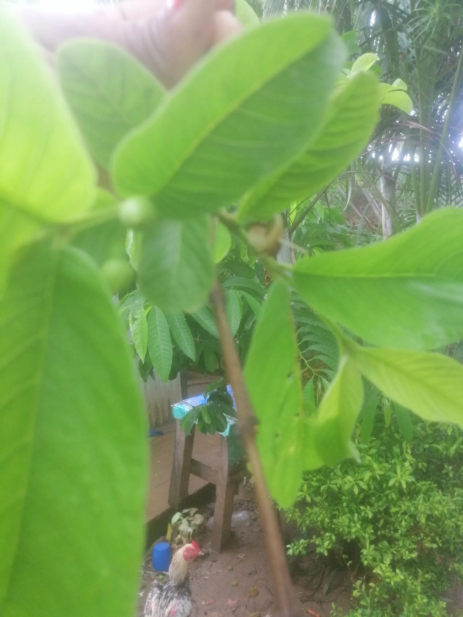 Yellow Guava (Psidium Littorale) — Ideal for accent or specimen planting, hedges, and edible landscapes; fluffy white petals and numerous stamens, image 110