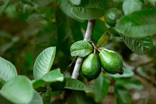 Yellow Guava (Psidium Littorale) — the Yellow Guava thrives in well-drained soils with regular watering to establish a deep root system; shrub /, image 97