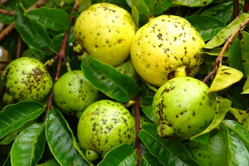 Yellow Guava (Psidium Littorale) — Rich in vitamin C, the fruits have a sweet-tart flavor