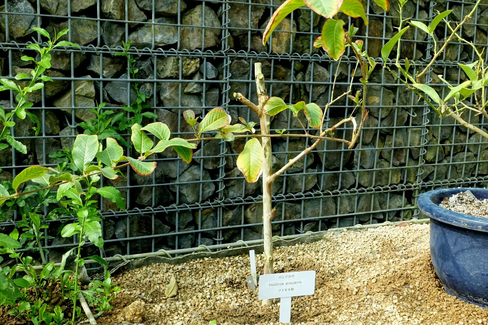 Yellow Guava (Psidium Littorale) — elliptical leaves that are dark green in color and measure about 3 to 6 inches in length; pruning to manage, image 115