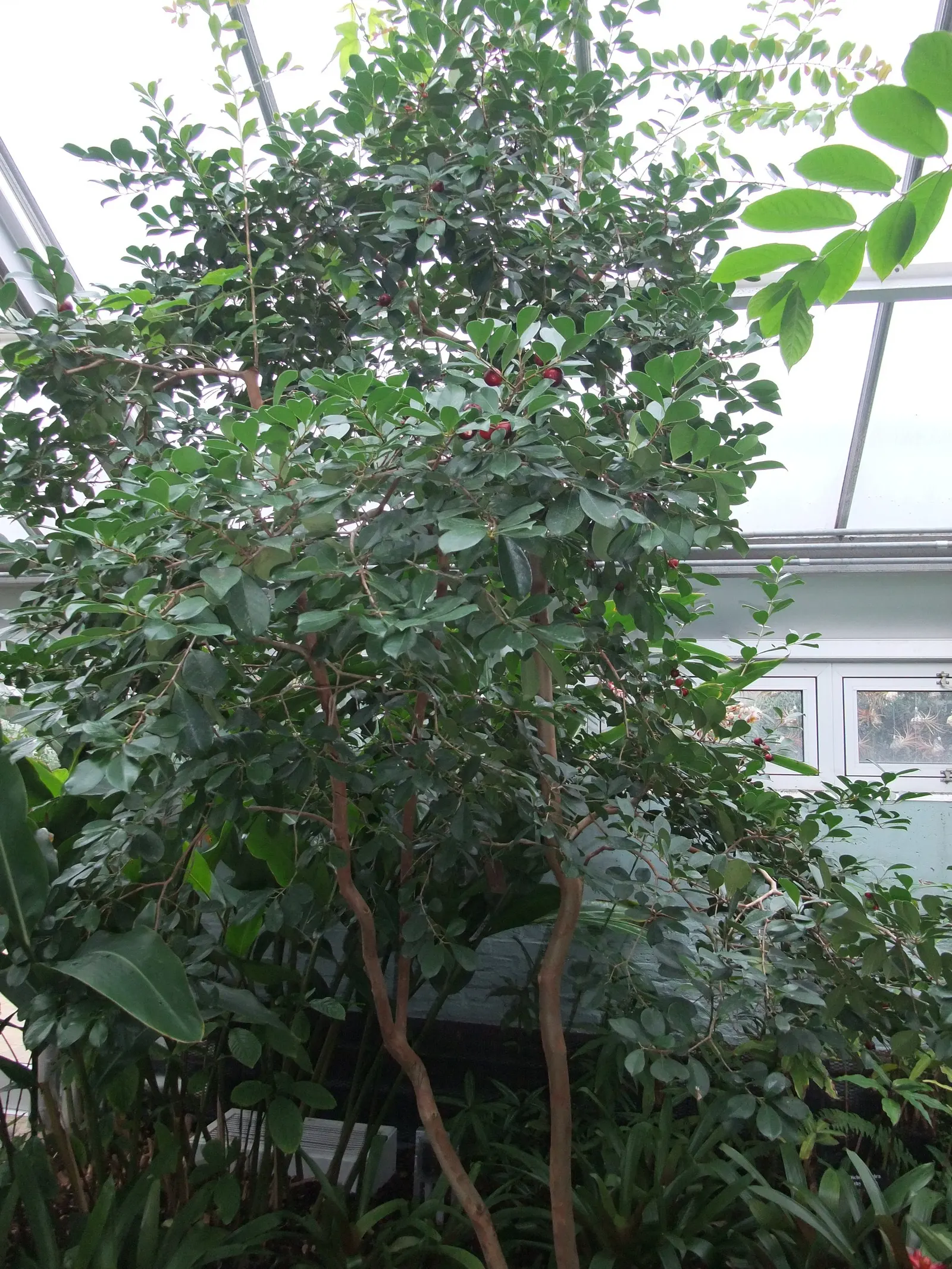 Yellow Guava (Psidium Littorale) — shrub / tree with white blooms; the plant bears yellow-skinned fruit, image 77