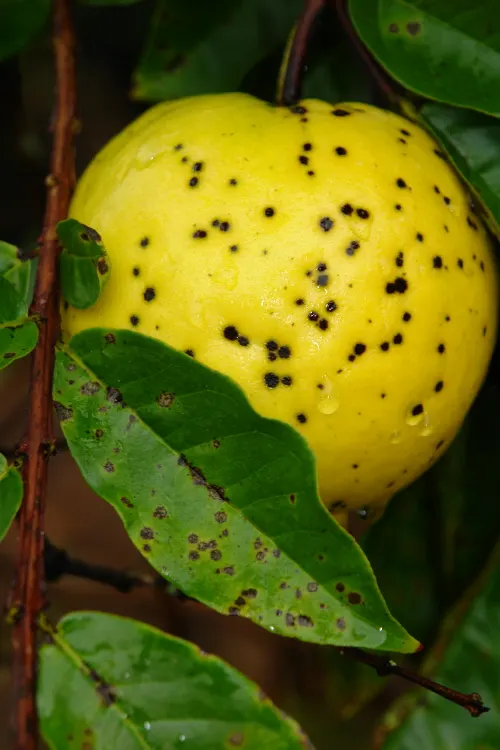 Yellow Guava (Psidium Littorale) — The Yellow Guava is renowned for its aromatic blooms; oval fruits approximately 2-4 inches long