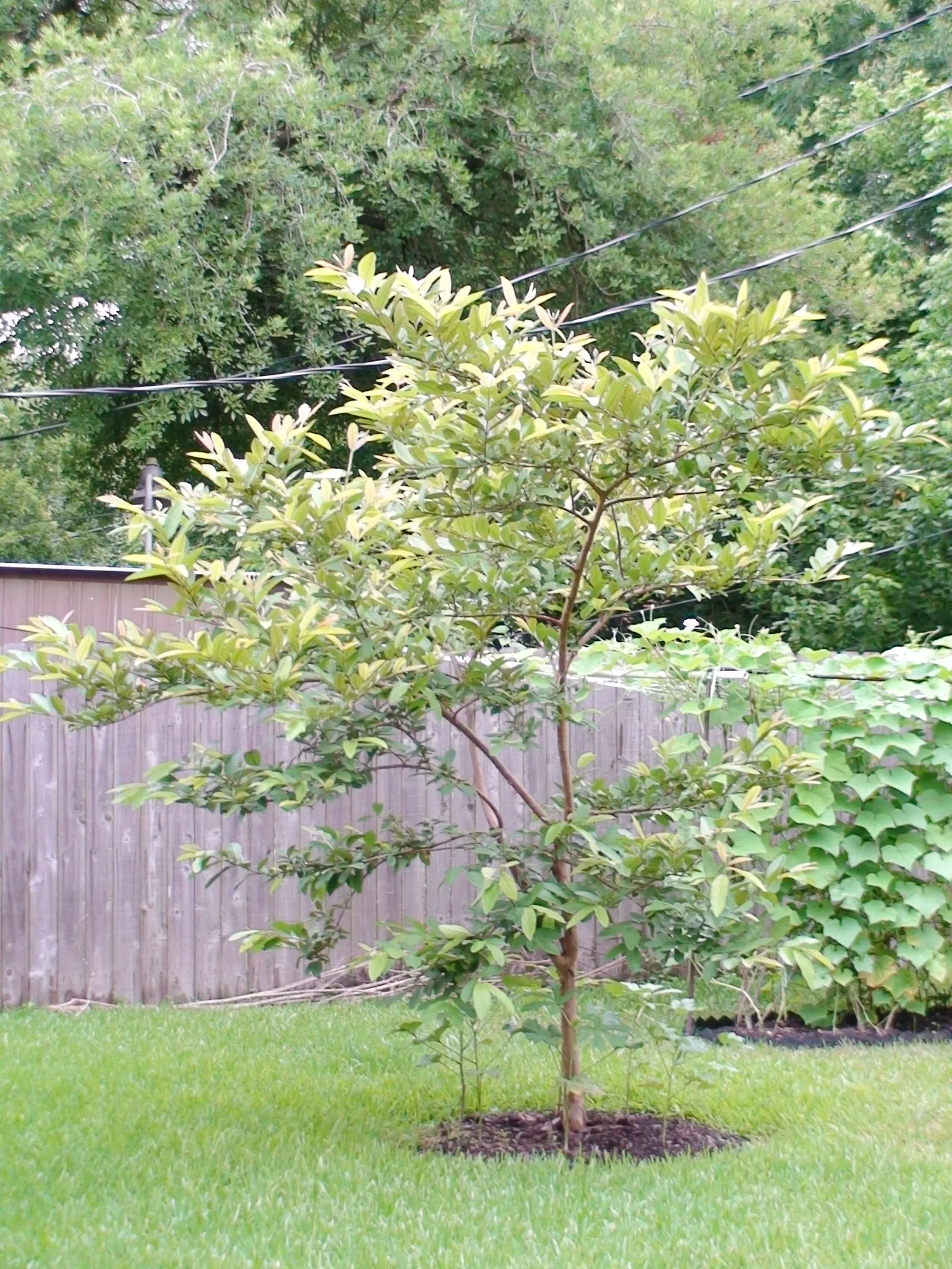 Yellow Guava (Psidium Littorale) — though it can tolerate short periods of drought once mature; presents a tropical allure with its lush foliage and vibrantly