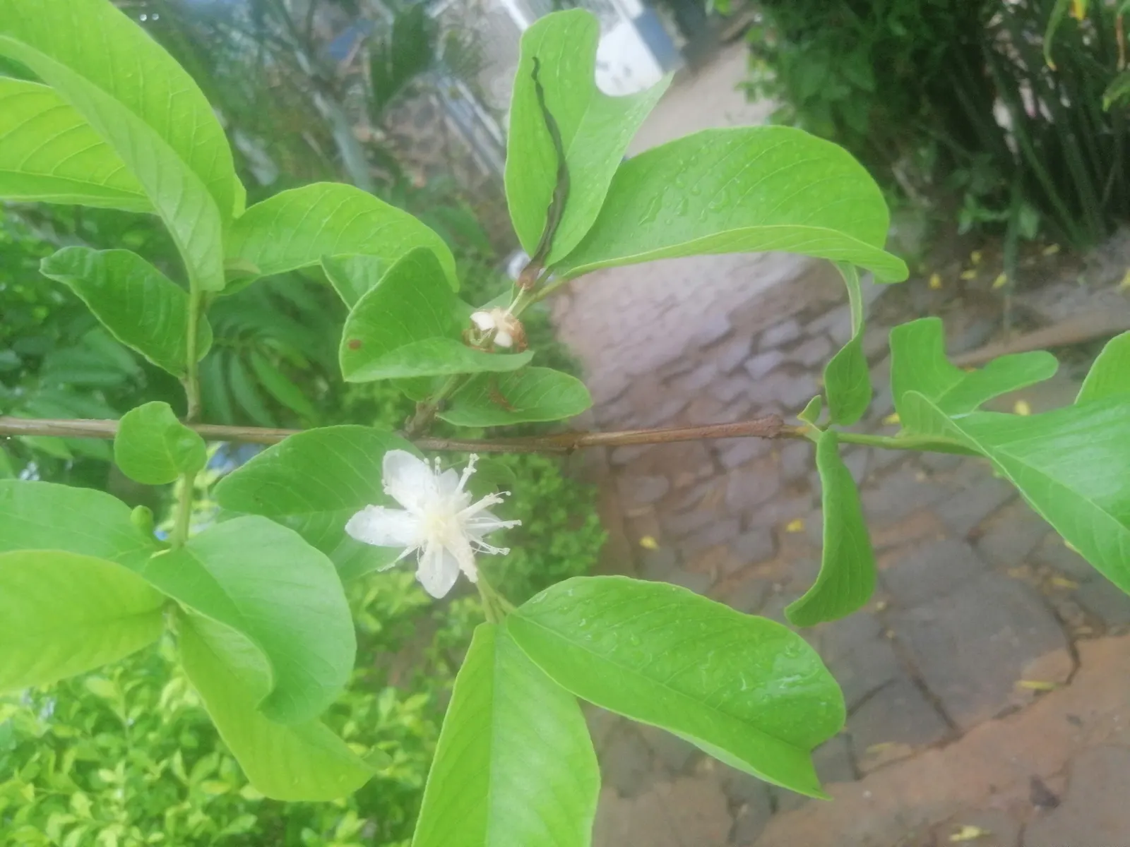 Yellow Guava (Psidium Littorale) — presents a tropical allure with its lush foliage and vibrantly colored fruits; though it can tolerate short, image 85