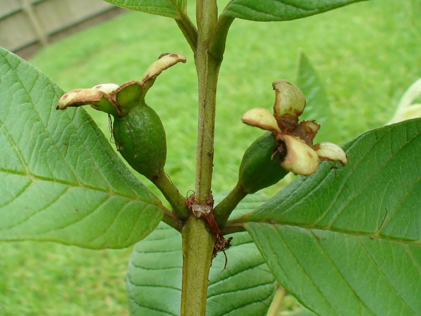 Yellow Guava (Psidium Littorale) — elliptical leaves that are dark green in color and measure about 3 to 6 inches in length; pruning to manage shape and size