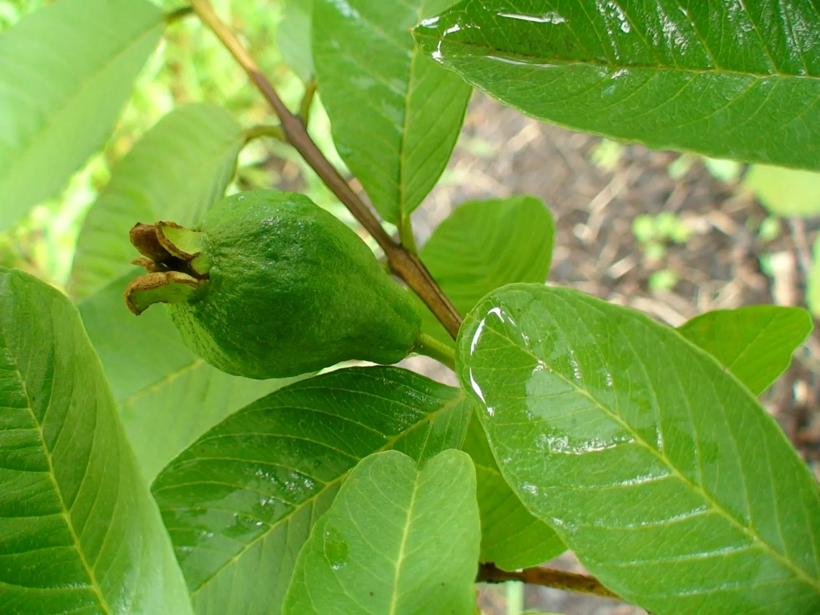 Yellow Guava (Psidium Littorale) — Its leathery foliage complements fragrant white flowers and lemon-yellow; elliptical leaves that are dark green, image 80