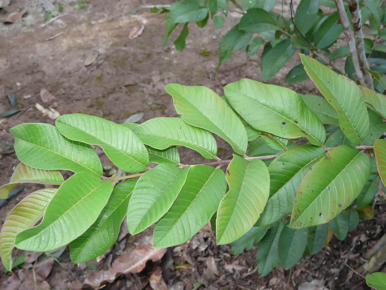 Yellow Guava (Psidium Littorale) — though it can tolerate short periods of drought once mature; presents a tropical allure with its lush foliage, image 72