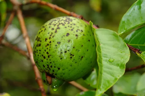 Yellow Guava (Psidium Littorale) — shrub / tree with white blooms