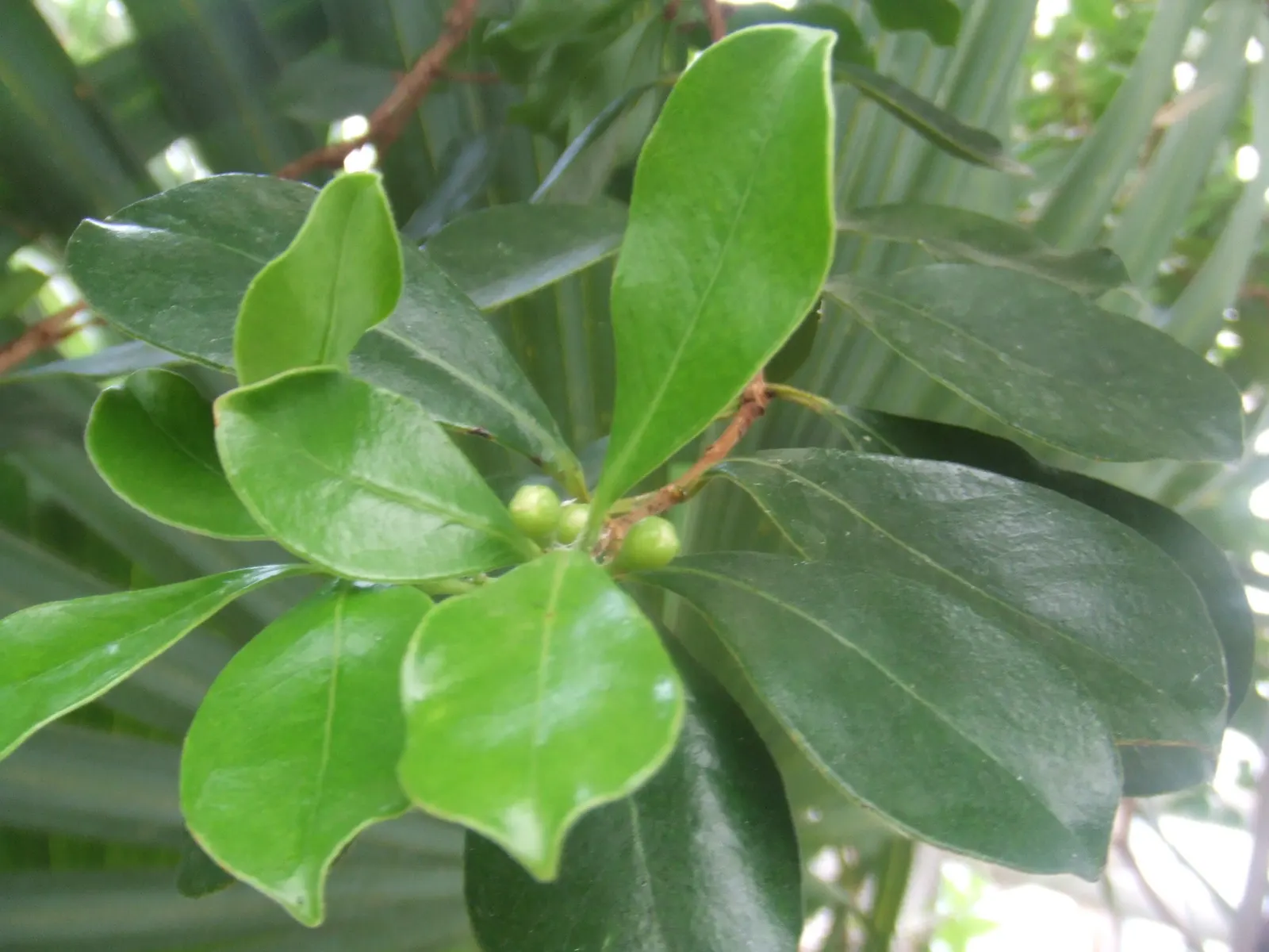 Yellow Guava (Psidium Littorale) — Ideal for accent or specimen planting, hedges, and edible landscapes; fluffy white petals and numerous stamens, image 84