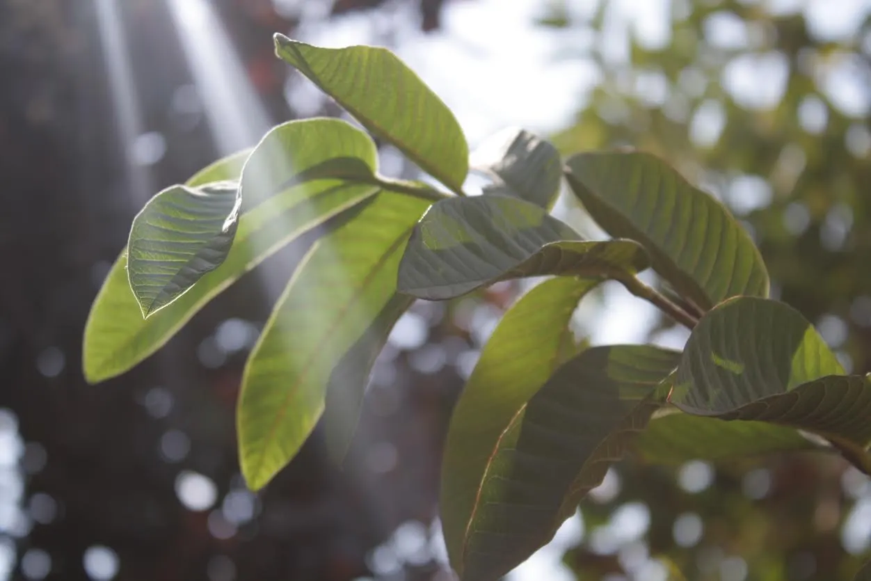 Yellow Guava (Psidium Littorale) — making it a splendid choice for adding both aesthetic and functional elements to a landscape design