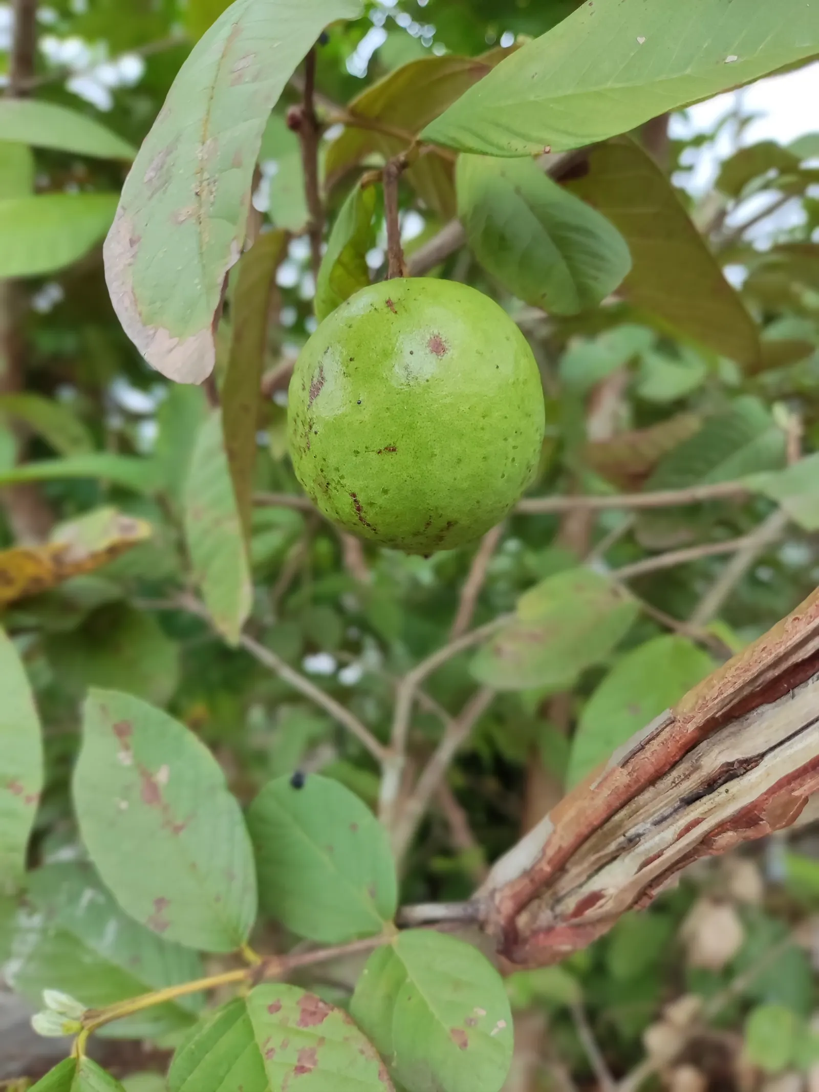 Yellow Guava (Psidium Littorale) — oval fruits approximately 2-4 inches long; these guavas offer a sweet-tart flavor and are rich in vitamin C, image 107