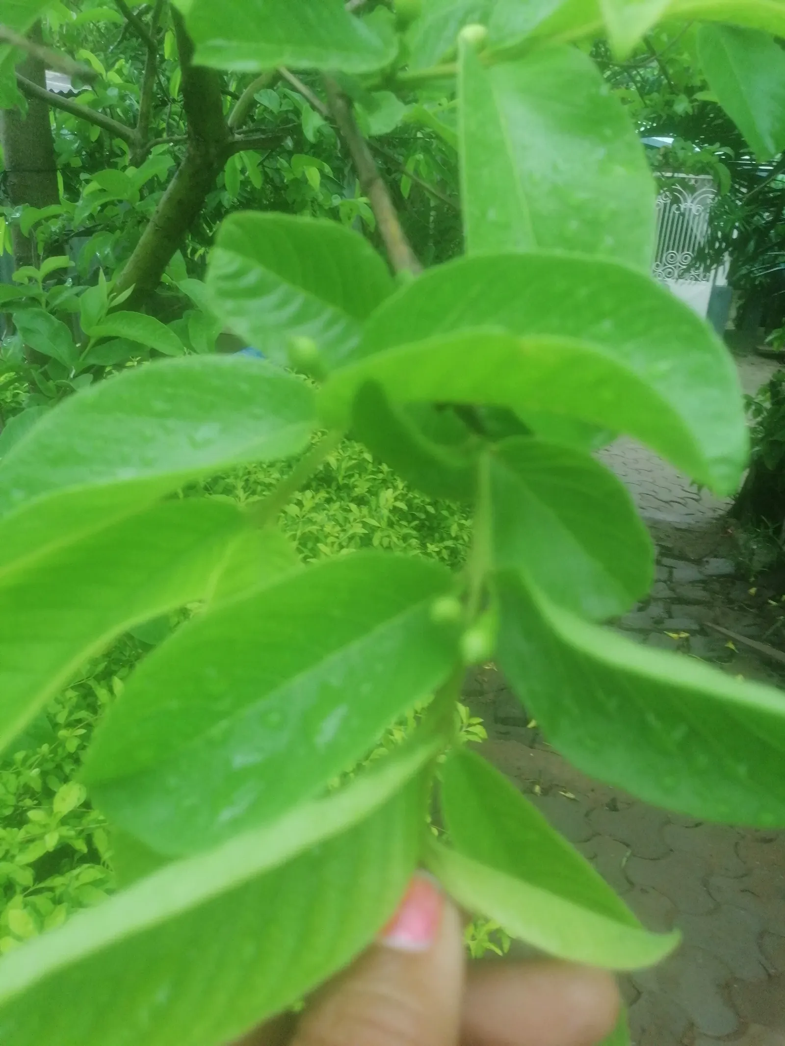 Yellow Guava (Psidium Littorale) — The Yellow Guava is renowned for its aromatic blooms; oval fruits approximately 2-4 inches long, image 90