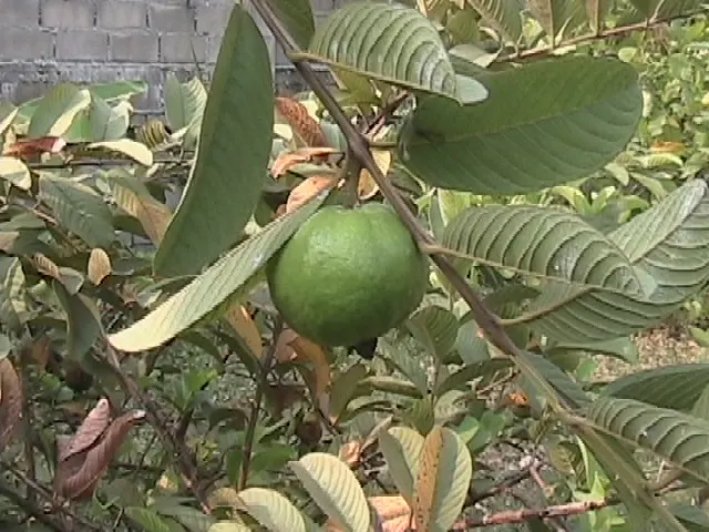 Yellow Guava (Psidium Littorale) — These guavas offer a sweet-tart flavor and are rich in vitamin C; the Yellow Guava thrives in well-drained soils, image 70