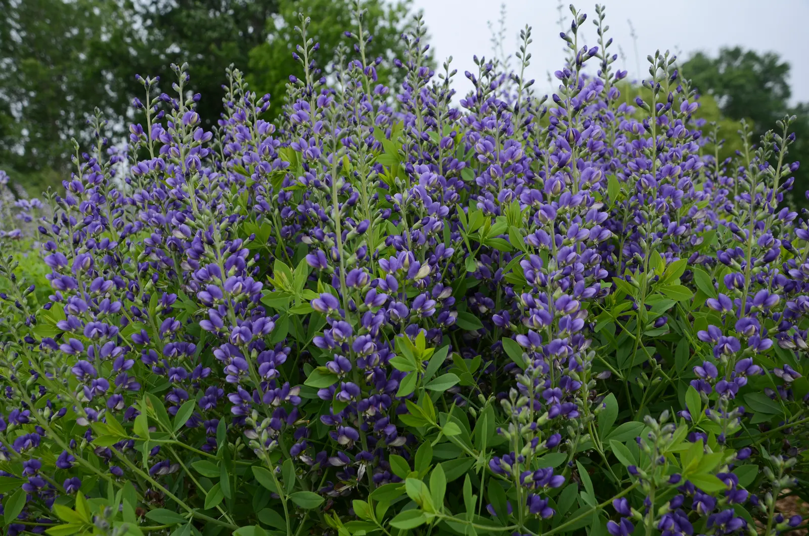 'Blueberry Sundae' False Indigo (Baptisia hybrid) — Grows best in full sun and average to poor; deer resistant perennial is an excellent choice for gardeners