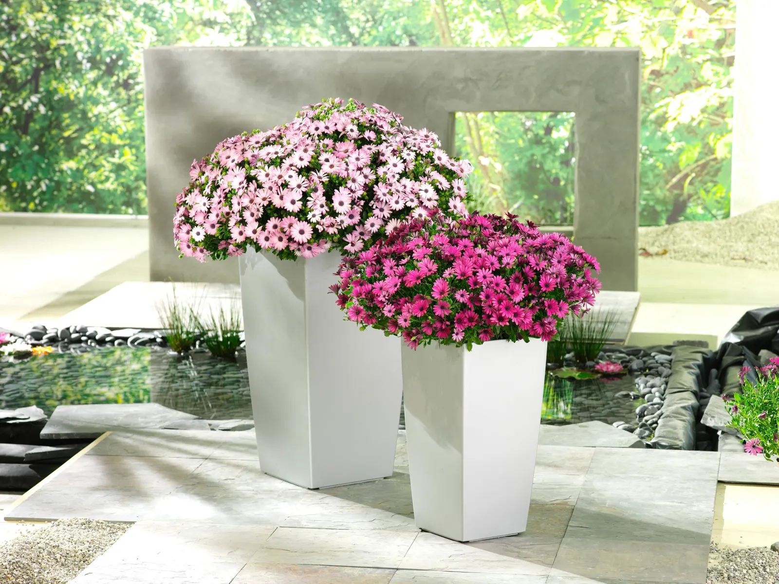 Rose Bedding Impatiens (Impatiens walleriana) — forming compact cushions for shade beds