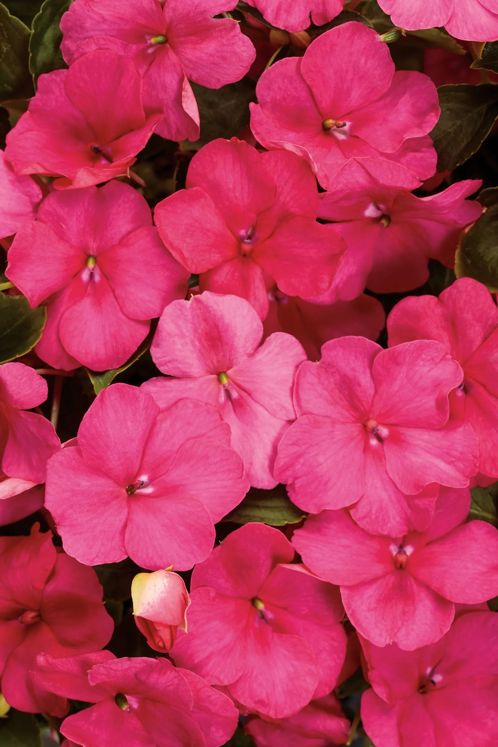 Rose Bedding Impatiens (Impatiens walleriana) — It grows 10-15 inches tall and spreads 12-14 inches