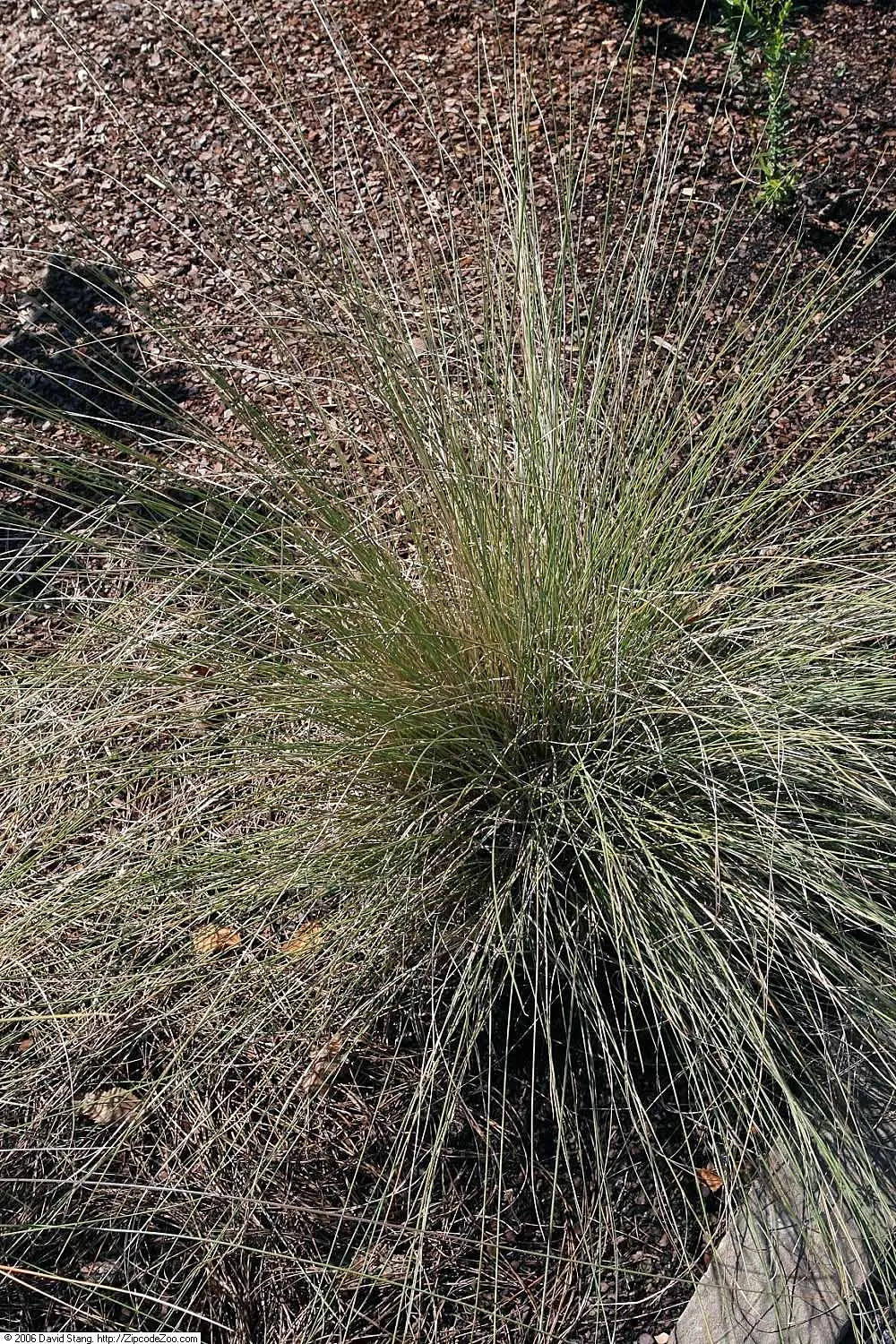 Pink Muhly (Muhlenbergia Capillaris) — It is praised for its clumping growth habit and its remarkable adaptability to a wide range of soil types