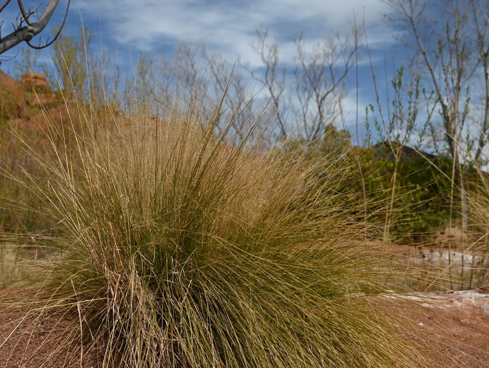 Pink Muhly (Muhlenbergia Capillaris) — As a landscape architect assistant