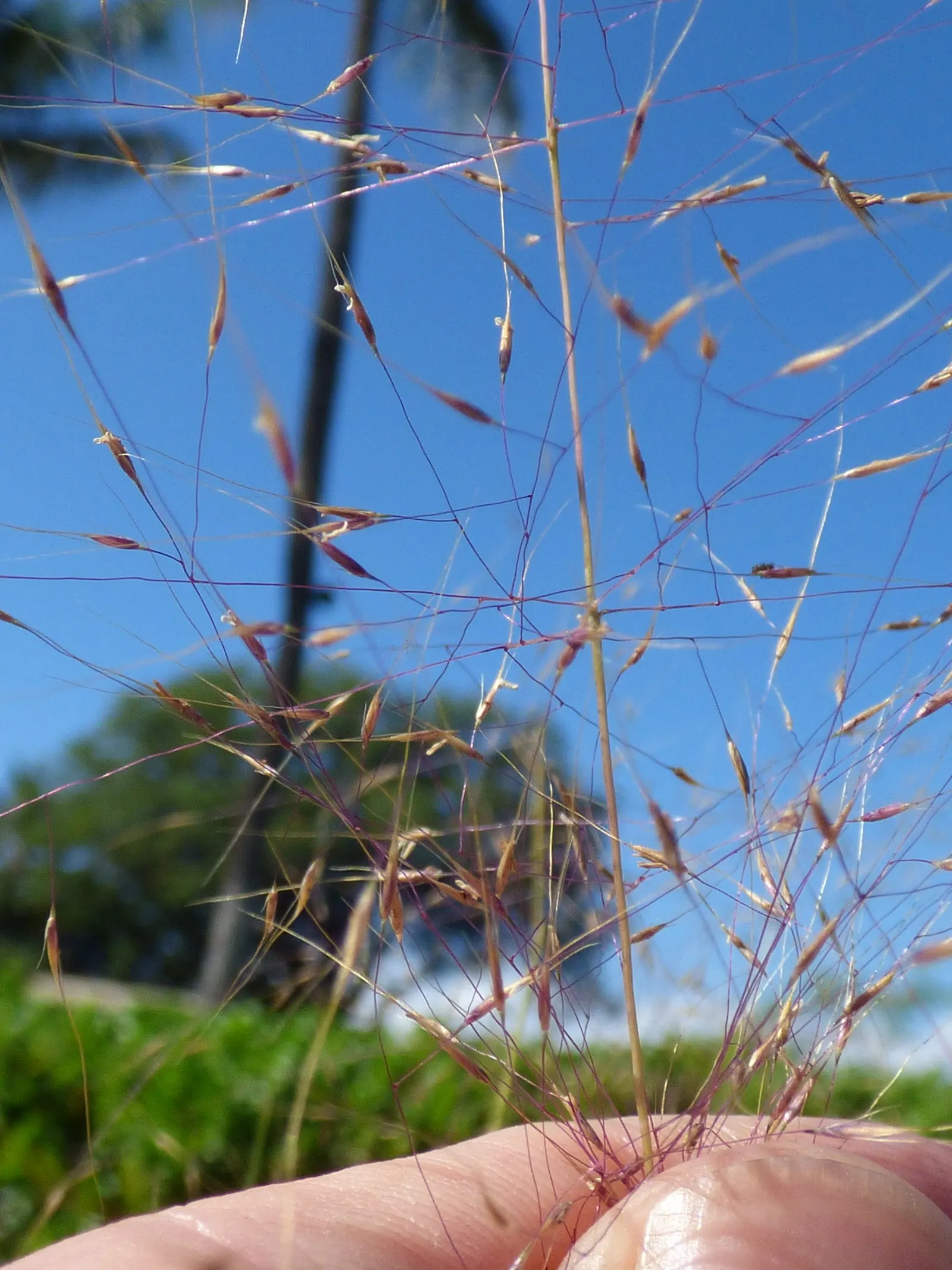 Pink Muhly (Muhlenbergia Capillaris) — and a dramatic burst of color to their garden while demanding very little in return