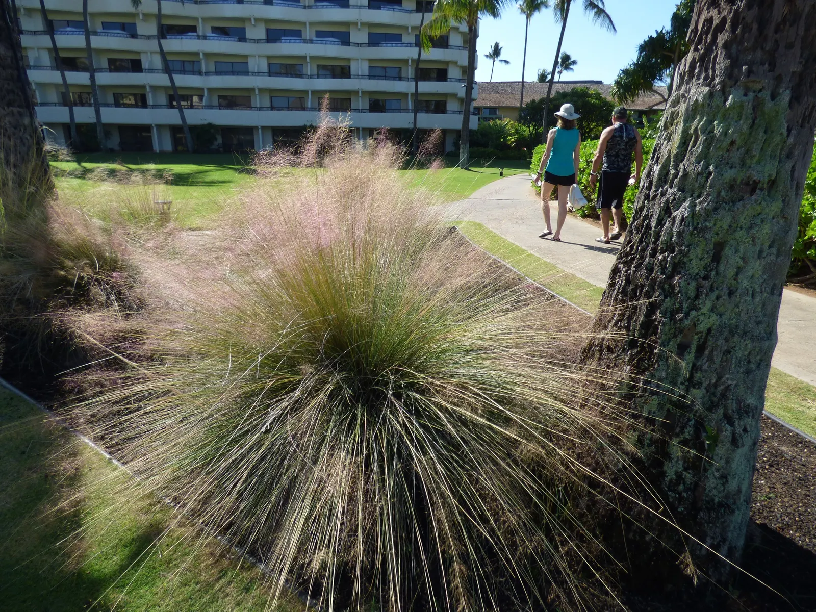 Pink Muhly (Muhlenbergia Capillaris) — When in full bloom, it appears like a vibrant, airy cloud