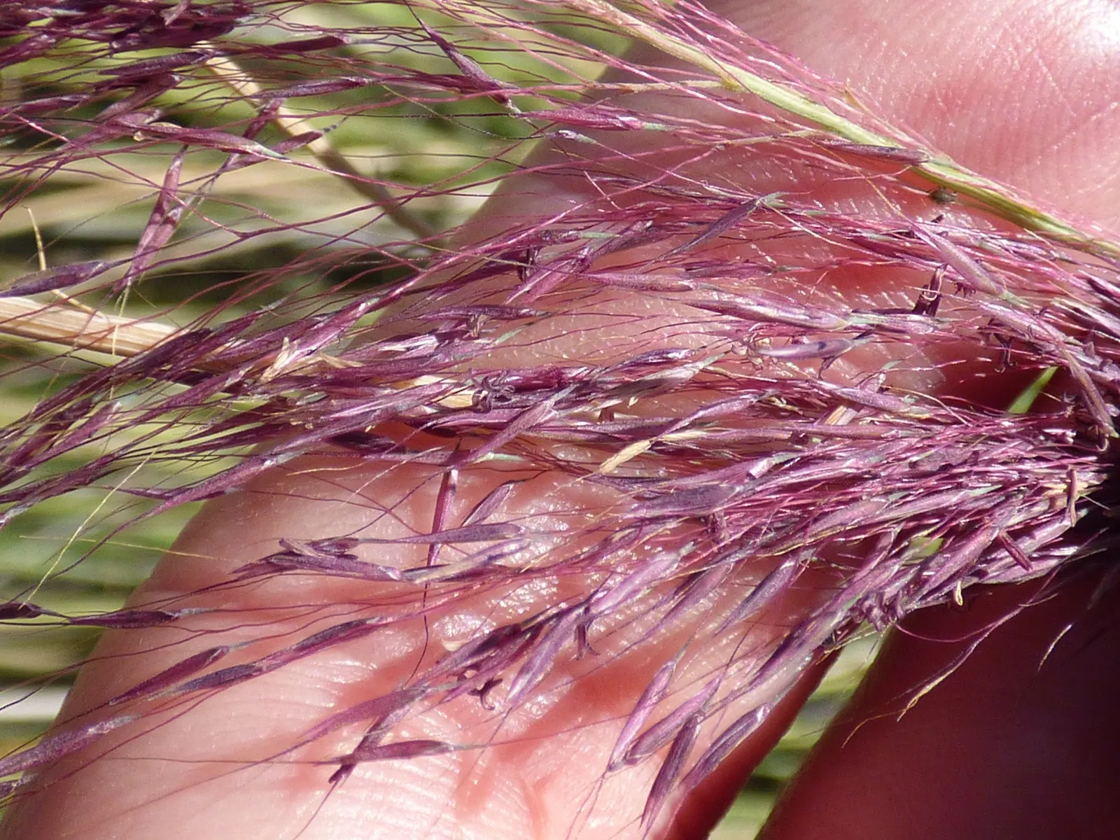 Pink Muhly (Muhlenbergia Capillaris) — pink to purple haze above its fine-textured