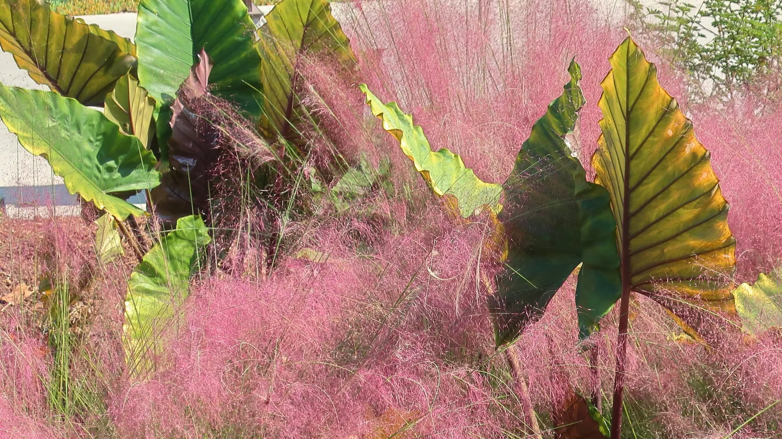 Pink Muhly (Muhlenbergia Capillaris) — with a spread of about 2 to 3 feet
