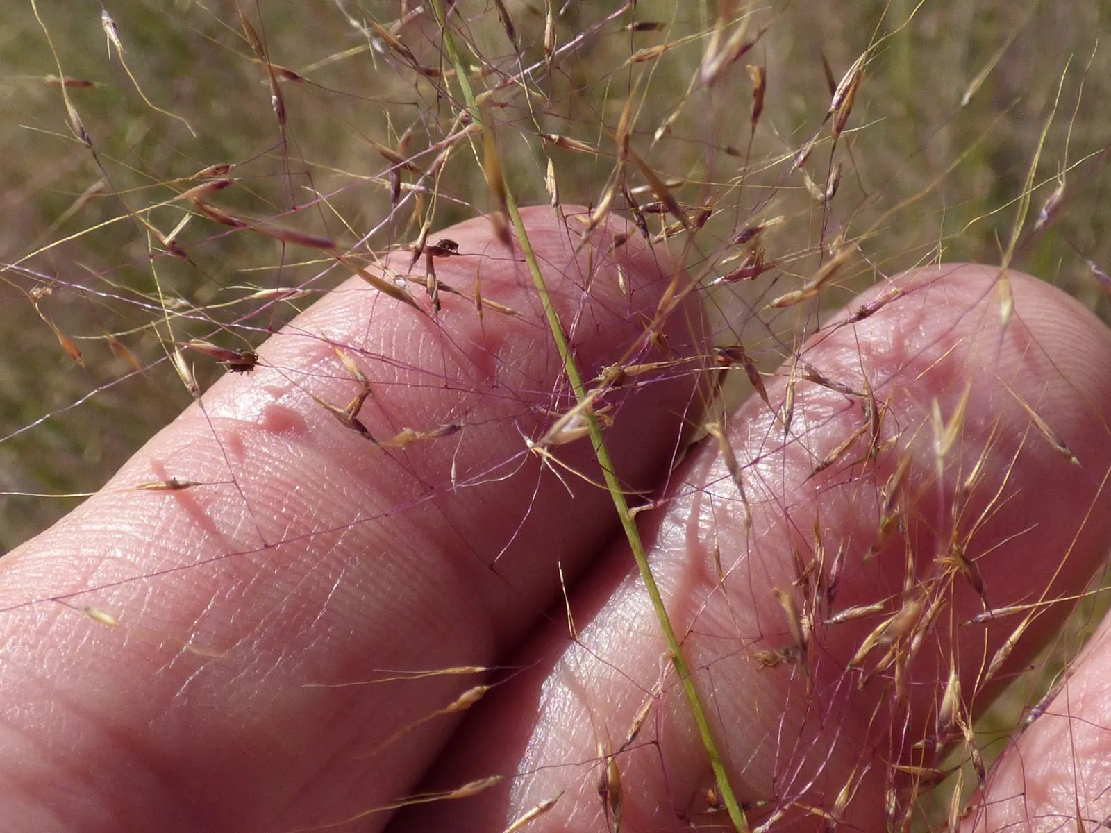 Pink Muhly (Muhlenbergia Capillaris) — though it thrives best in well-drained soil