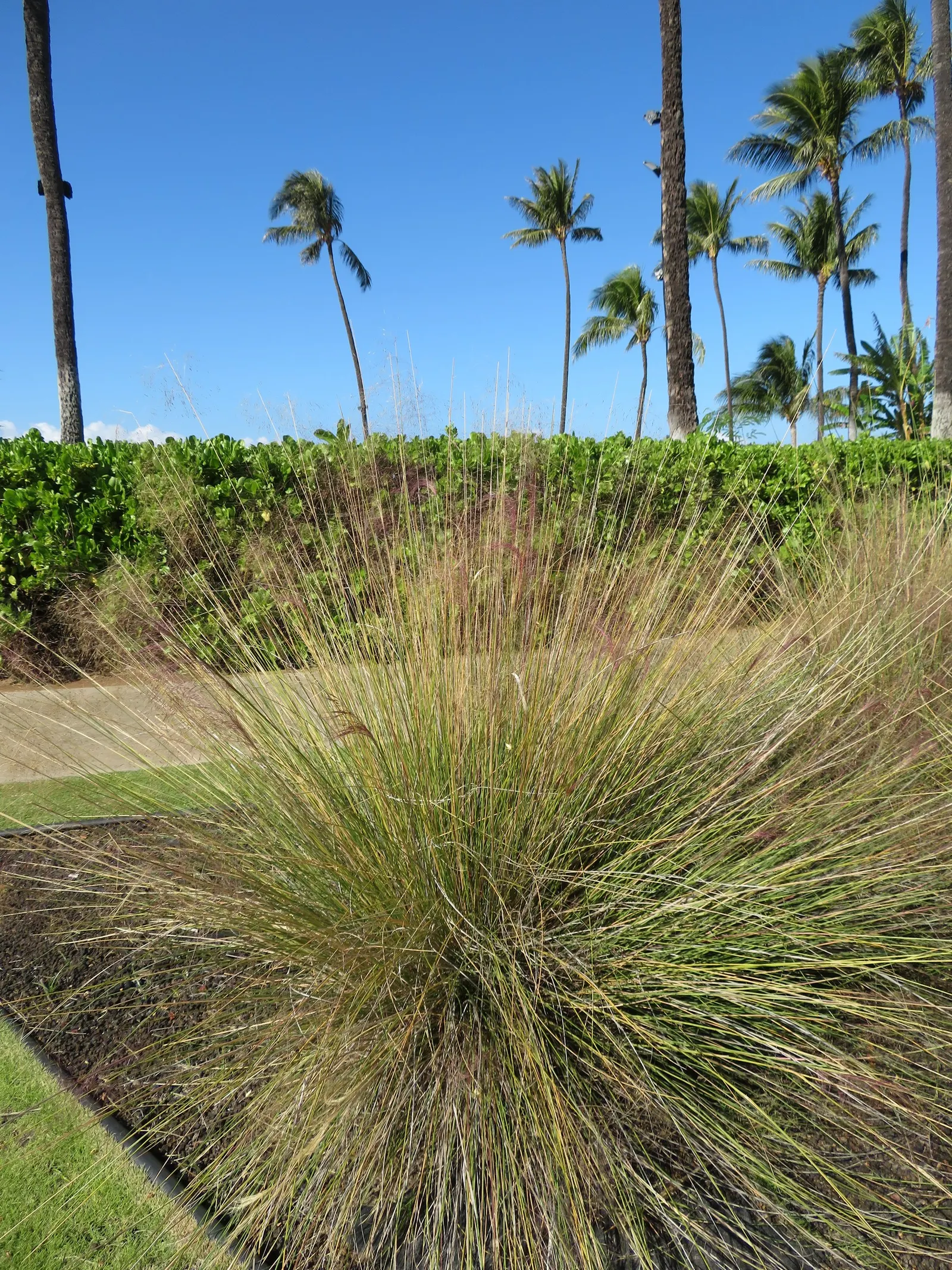 Pink Muhly (Muhlenbergia Capillaris) — adding texture and color to any garden from late summer through fall