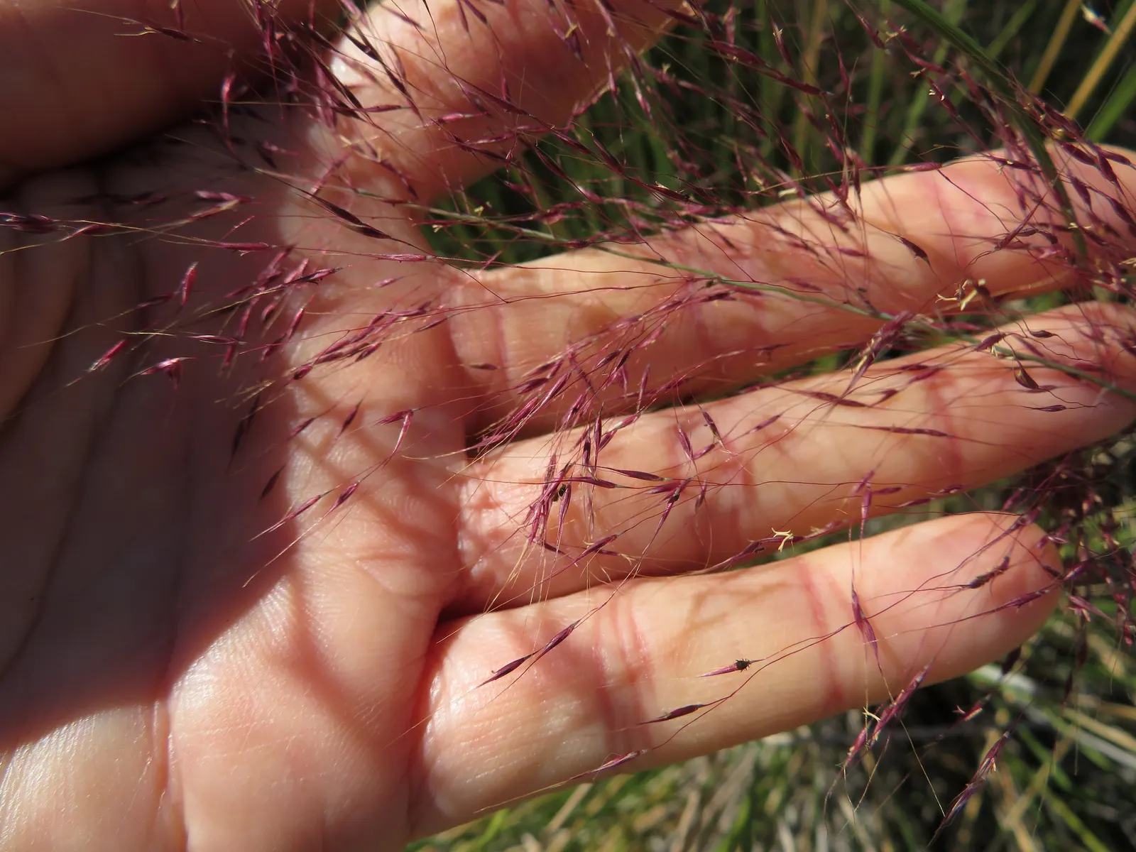 Pink Muhly (Muhlenbergia Capillaris) — grass with pink blooms