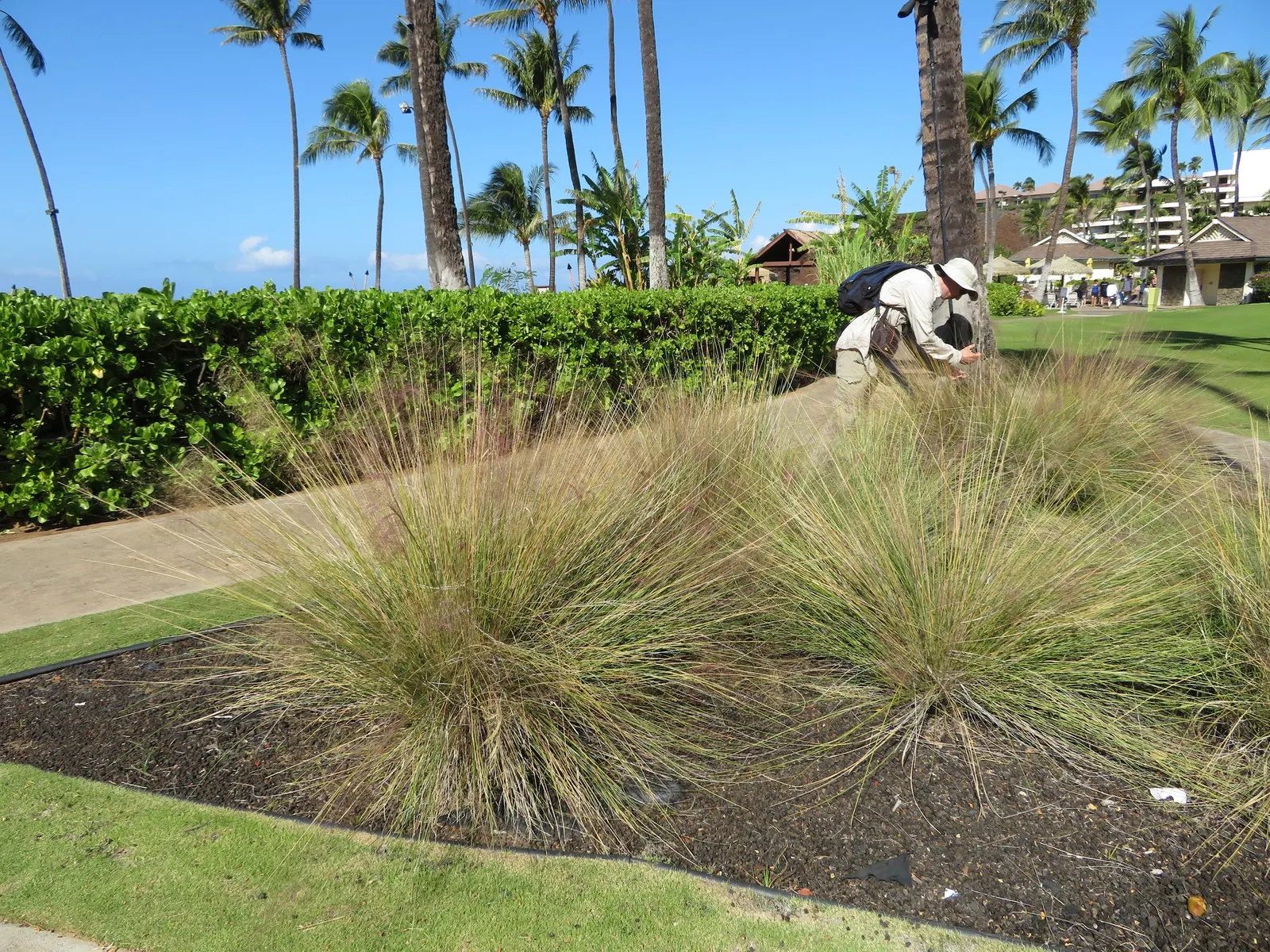 Pink Muhly (Muhlenbergia Capillaris) — It reaches 3 to 4 feet in height and spreads 2 to 3 feet wide