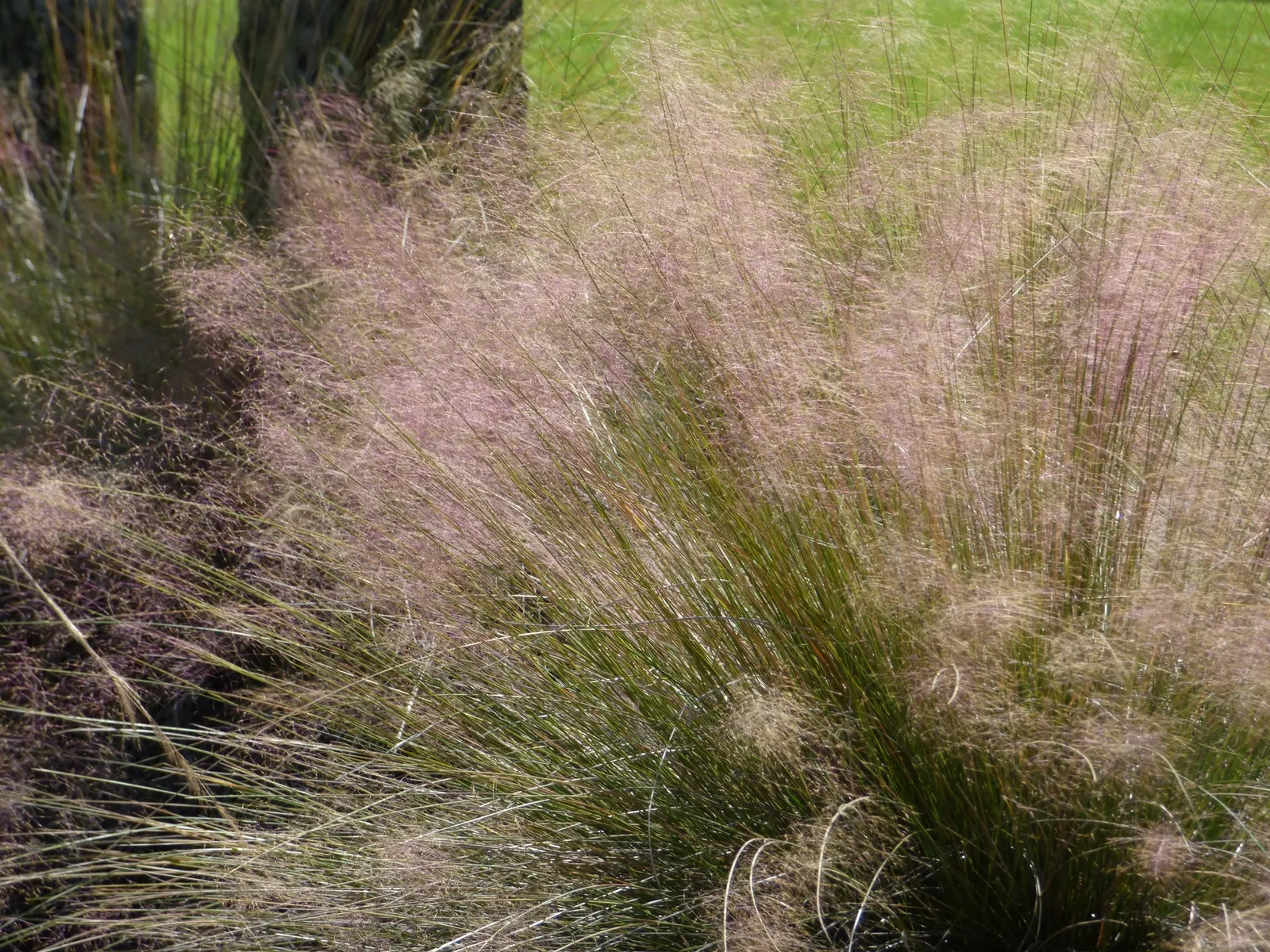 Pink Muhly (Muhlenbergia Capillaris) — <br><br>Inform the client that Pink Muhly will add visual softness