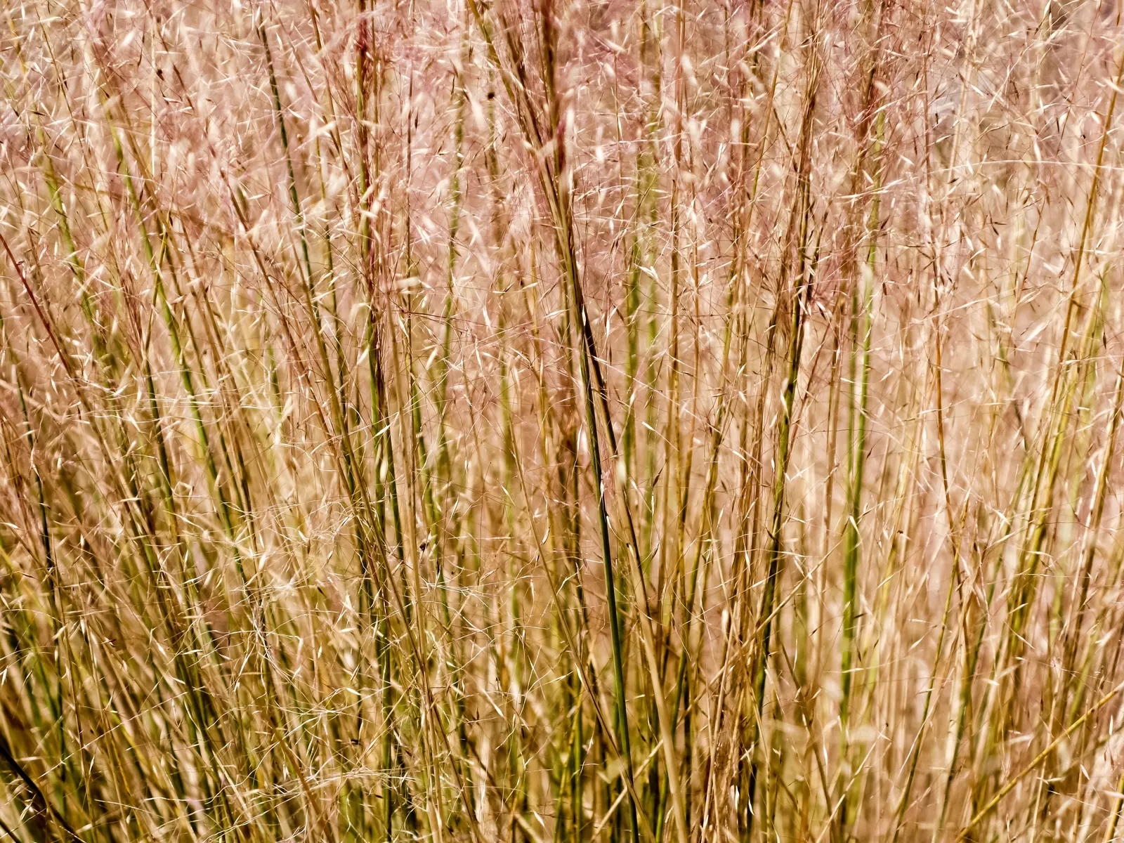 Pink Muhly (Muhlenbergia Capillaris) — commonly referred to as Pink Muhly Grass