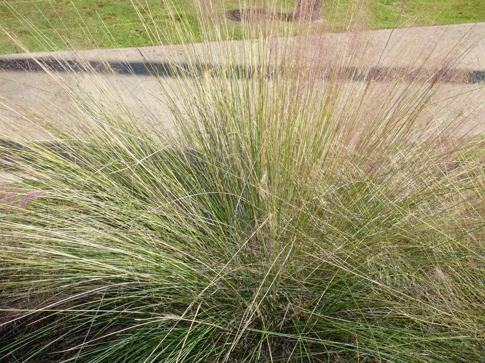Pink Muhly (Muhlenbergia Capillaris) — grass for full or half