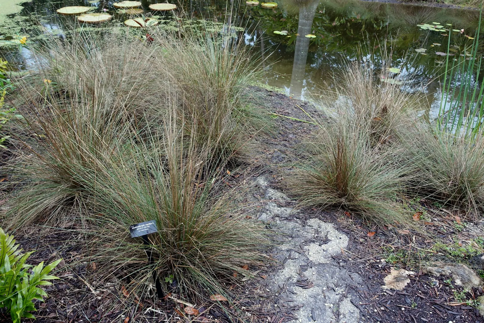 Pink Muhly (Muhlenbergia Capillaris) — Its hardiness zones are 6 through 9, making it a resilient choice for various climates